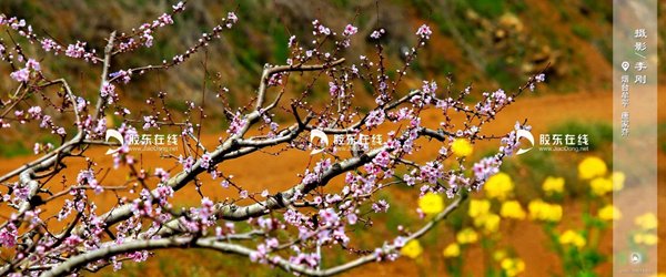 人间四月天，鲜花着锦季，总有一种画风打动你