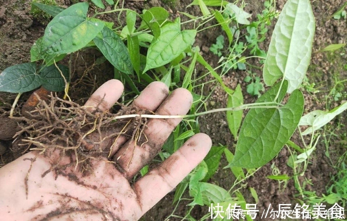 珍珠|大山里的宝贝，种子像珍珠，根部是个宝，治疗咳嗽有奇效，了解下