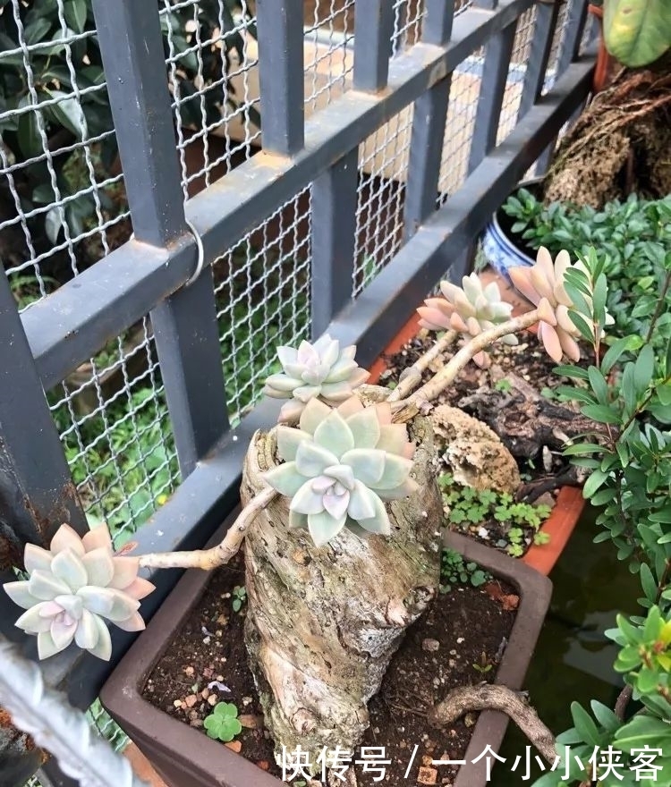 多肉盆栽:强迫症养多肉,必须整整齐齐,一颗也不能乱