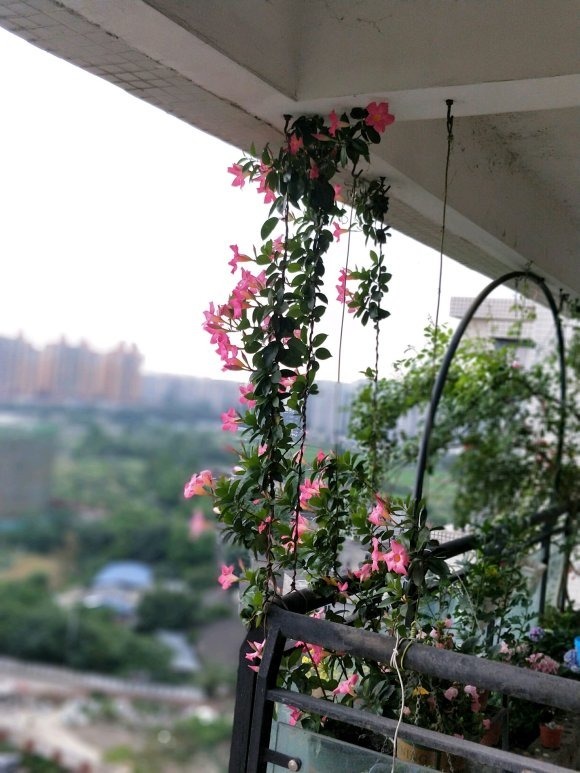 这花一开就是大半年，枝条沾土就活，种阳台长成花帘子！