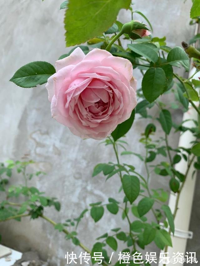 细数10种狼牙棒月季,怕刺的可绕道