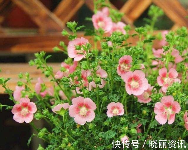 品种|小木槿有几个品种难怪别人的开花更漂亮,原来选错了品种!