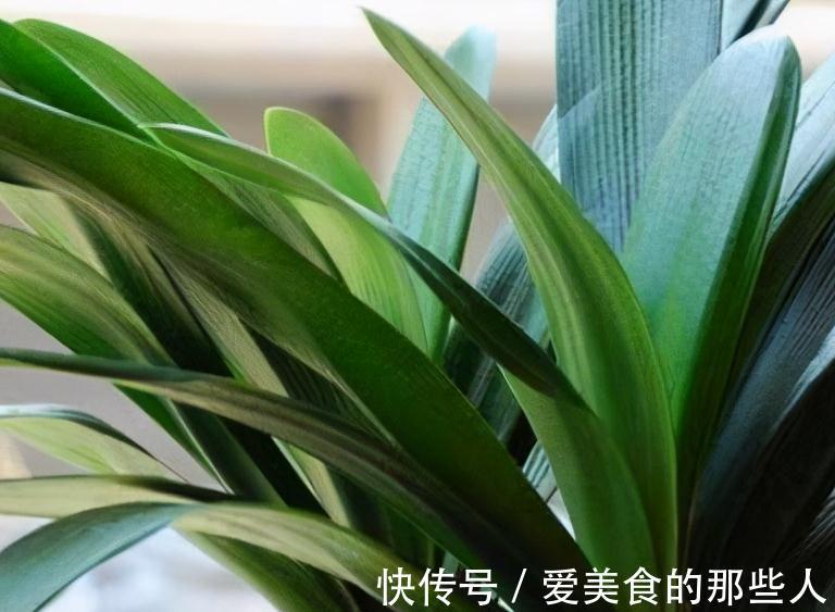 君子兰容易饿，盆里用3种肥，根系壮，片油绿，开花旺