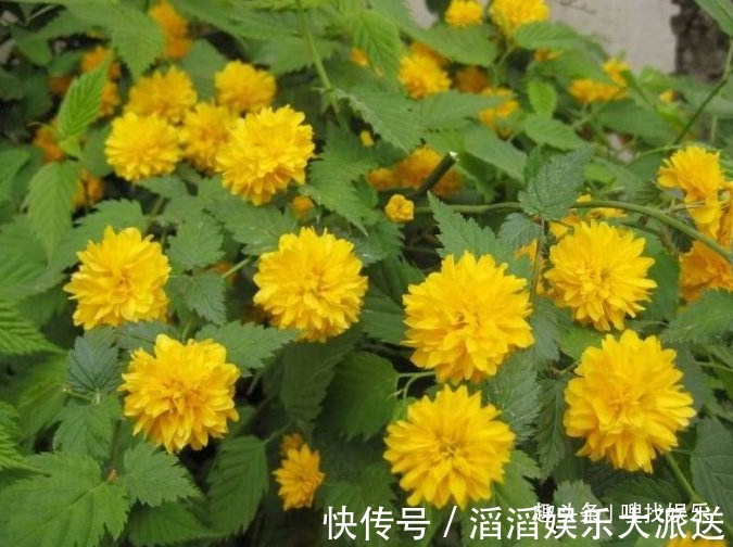 黄为贵|此花花姿优美,花开时满树金黄色的花朵极其耀眼夺目,寓意为高贵