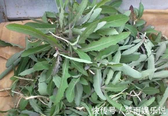 马齿苋|田间常见的“恶性杂草”,很招人烦,殊不知炖汤味更鲜,还大补