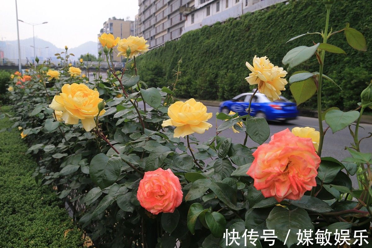 月季花的花苞多而担心开不了花3点养护月季开花大而不掉花苞