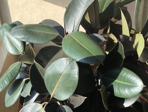 浇水|痴迷养花不要错过这“5款”,漂亮好养又杀菌除尘,让人待得舒服