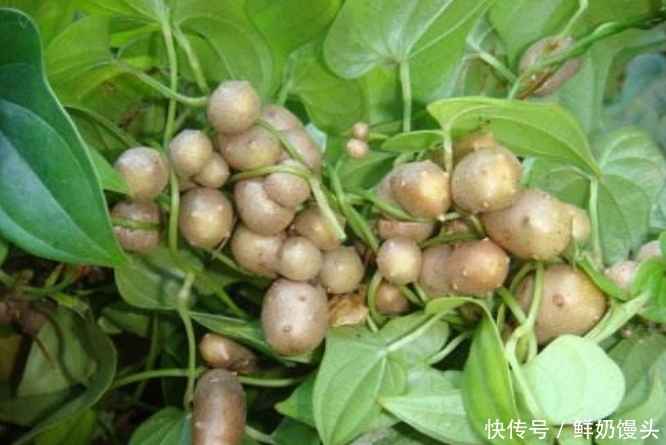 冬季常吃此菜，大肚腩不见了，皮肤细腻光滑，面色红润有光泽