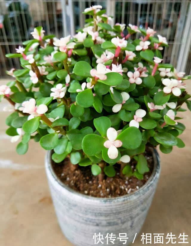 金枝玉叶金莹剔透,养护有技巧,学一学