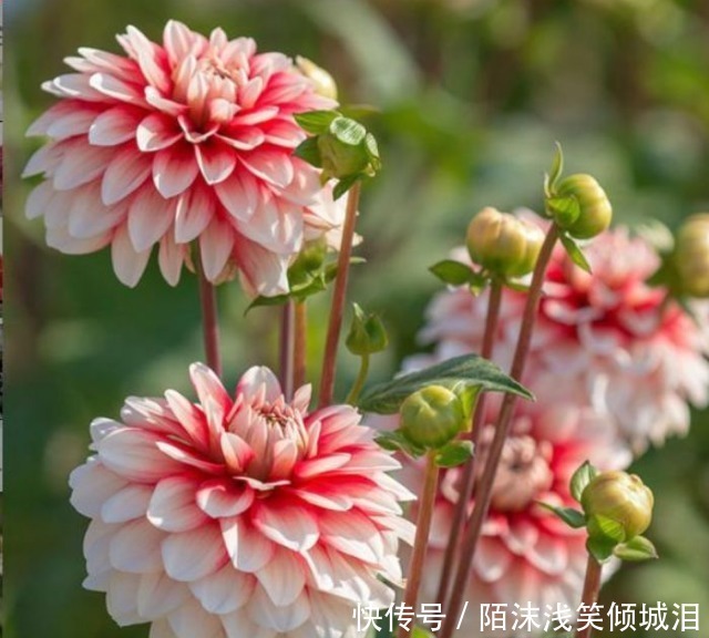 茶花|“4种花”是养花首选,漂亮又好养,花朵硕大,花期长!