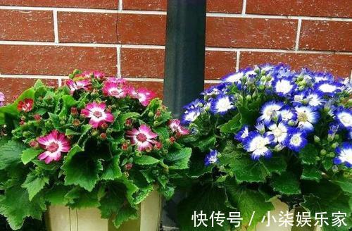 停歇|她家3平方的小阳台,几十盆花不停歇的开,邻居见了都羡慕