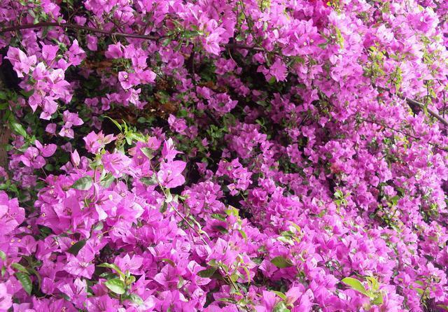 开花|三角梅开花越来越少,是“它”在作怪,盆里撒1把粪,下次开爆盆