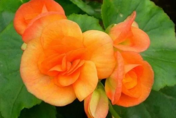 此1种花,一片叶子能插活,一开就是6个月,养了就赚了