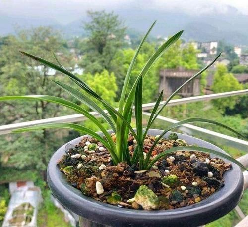 兰花长的慢不开花?这是休眠期,做好这几步,秋天一到花苞冒不停