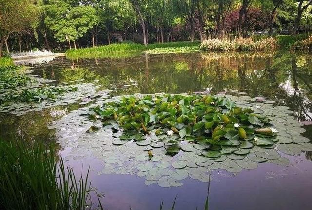 钓鱼鲫鱼都分布在哪里，有什么需要注意的地方吗