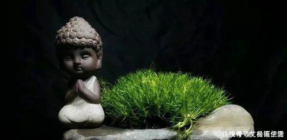 石头|大爷用石头来养花,越养越值钱,有人出1000块也不卖!