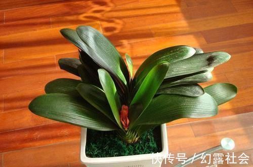 王大叔|王大爷养君子兰经验真足！花肥就用此2种，根壮花旺长势好！