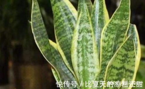 有钱人最喜欢这几种花，招财又能接好运，没钱的赶紧养