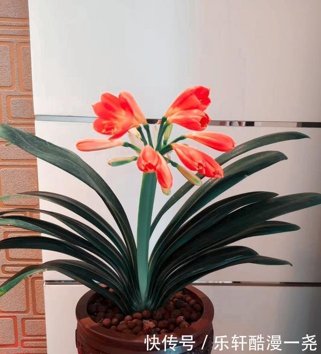 健壮|君子兰入夏要“静养”,扔一边,少管它,反而更健壮