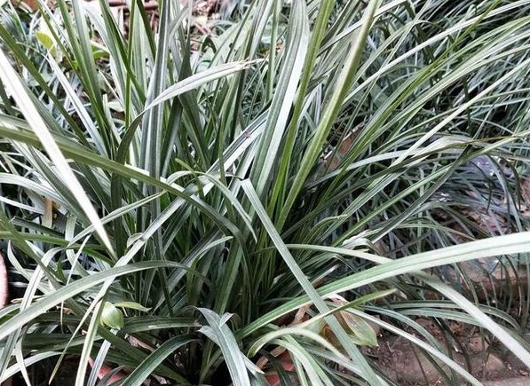 兰花长得慢，1种“果皮”用一用，加上“营养水”，爆盆不停！