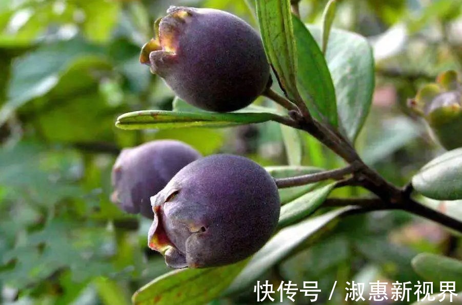 乌饭子润肺止咳、开胃消食,只需掌握四点,收获高产优质的乌饭子