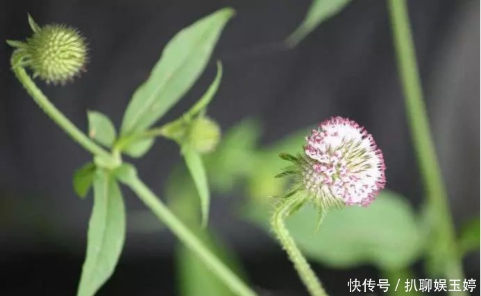 背后|古人称川断为续断是有原因的,它来自一段传奇故事