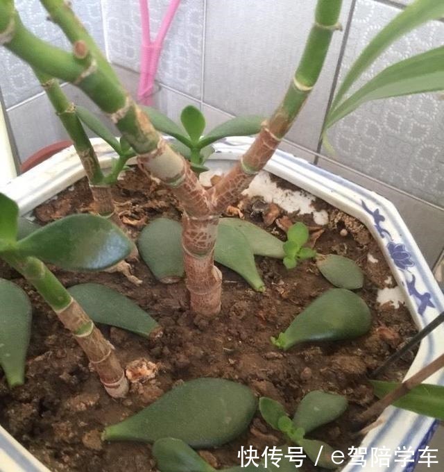 叶片|掐了一个叶片丢盆里,一年长满了花盆,连续七八年都开花!
