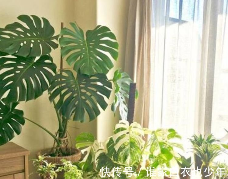 越来越多人养4种花,镇宅又招财,寓意吉祥,旺财运!