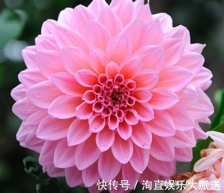 慷慨|此花颜色多姿多彩,被墨西哥尊为国花,象征着慷慨无私的品质