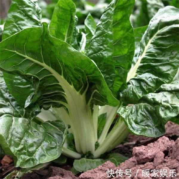 牛皮菜|秋葵洋葱都靠边,它才厉害,1块钱一斤,润肤嫩白、抗衰老、抗癌