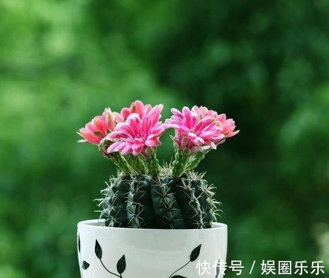 养分|仙人球养得个头可真大,开花硕大又美艳,养护的功夫不能丢!