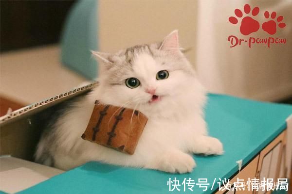 丘疹|猫咪慢性湿疹与急性湿疹的治疗方法