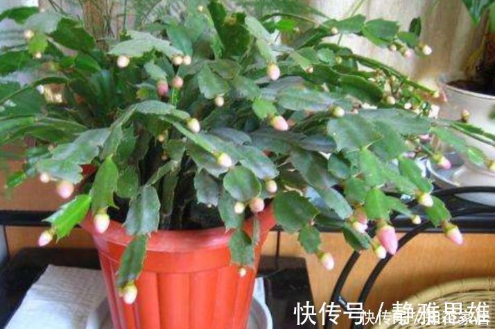花友会|蟹爪兰2次开花数量少？花后5步不能少，做好轻松开爆盆！