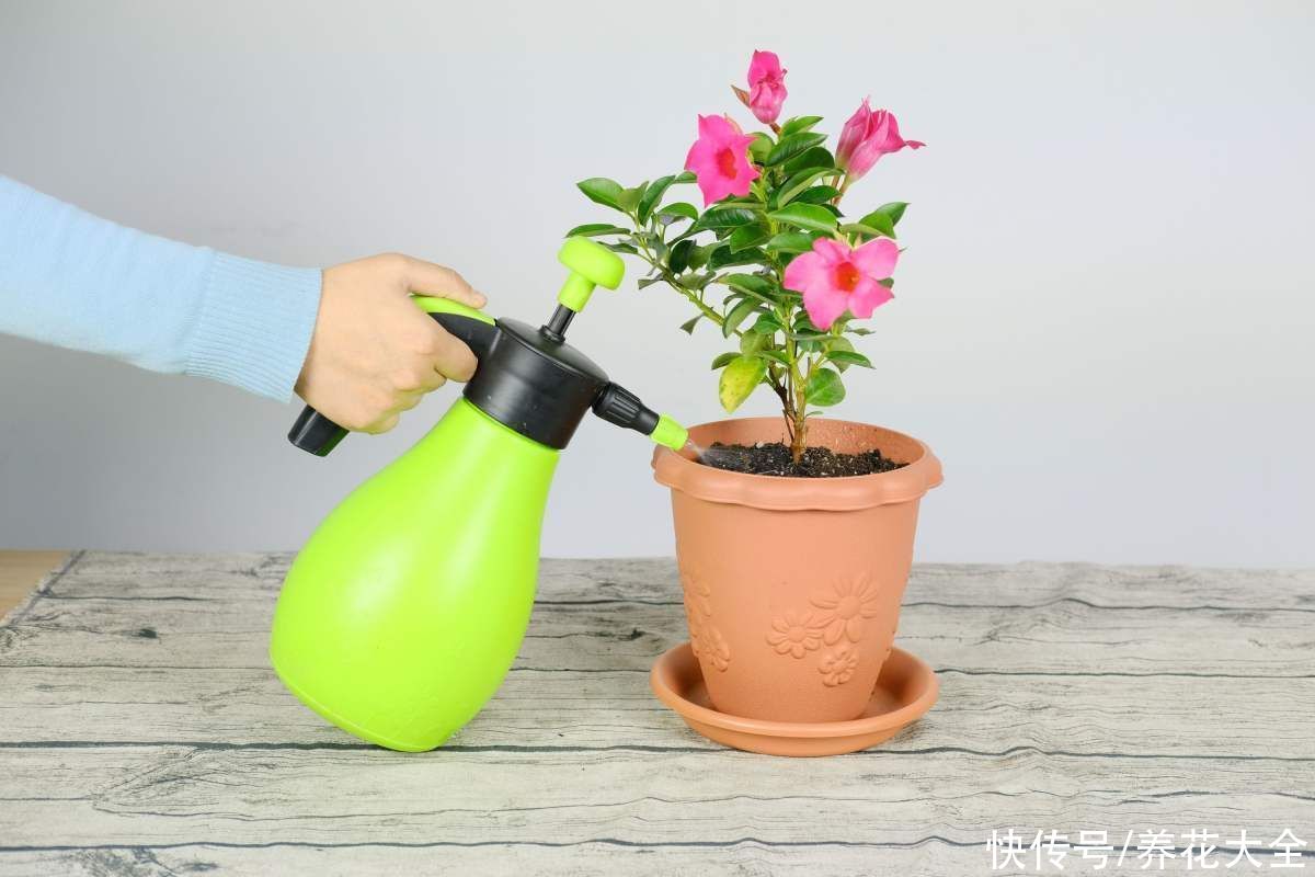 教你一些浇水的方法,从此浇花不再盲目,花长得又快又旺
