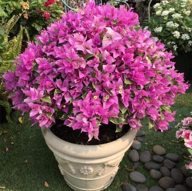 三角梅|懂花的人，喜欢此5种盆栽，“花比叶子多”，轻松养到爆盆