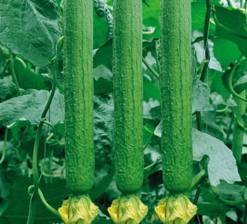 改善|特别适合女性吃的1种菜，改善痛经，呵护子宫，越吃越年轻！