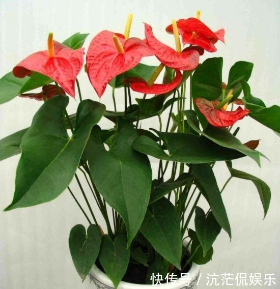 红掌|秋天养红掌,老花匠教你3个字,一朵花开3月,叶子油绿翠亮