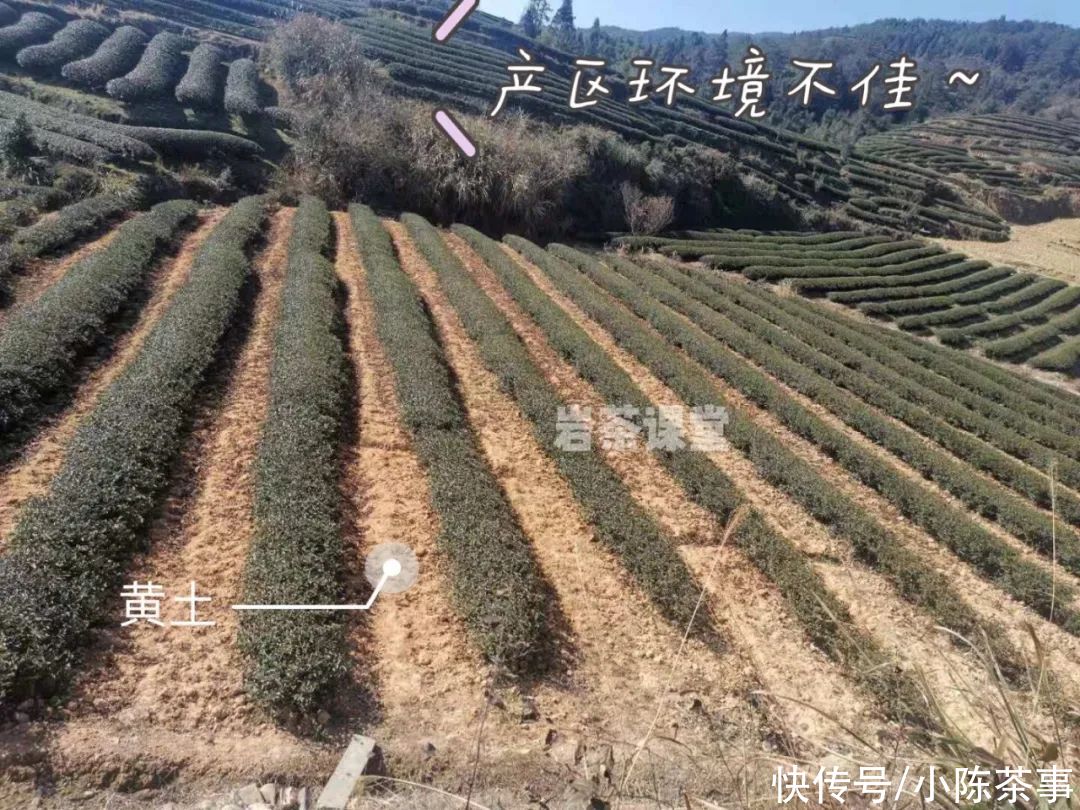 刺激、收敛性强，茶掌柜为劣质岩茶找的借口，真是“煞费苦心”