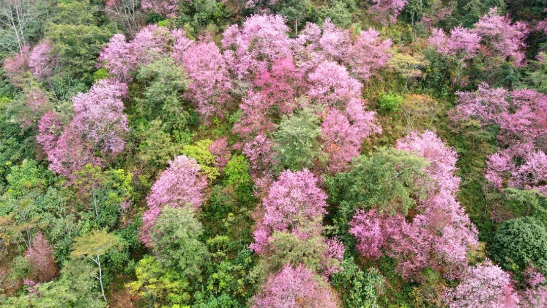 施甸：满山樱花，层林尽染