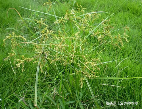 害草|田间常见的野草，普通人眼中是杂草，在中医眼中却是珍贵的中药材