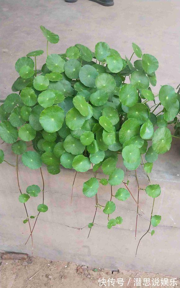 夏天里的“暴发户”,养盆铜钱草,天天爆盆,里里外外全是“钱”