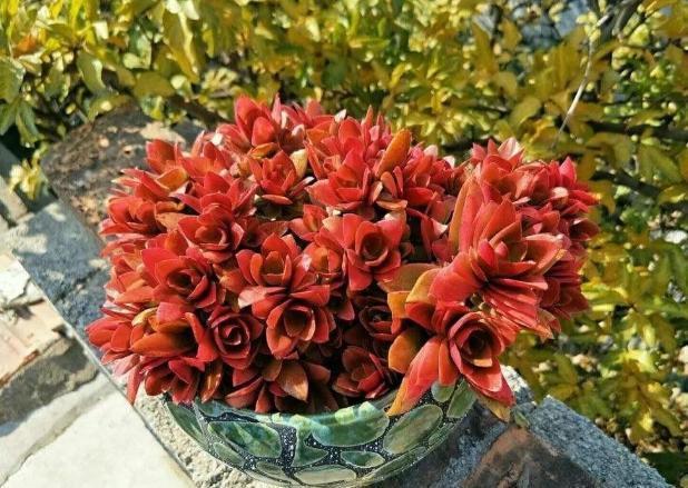 株苗|10度养多肉，不拖延这3件事，越冬后才不会仅剩空盆、垃圾