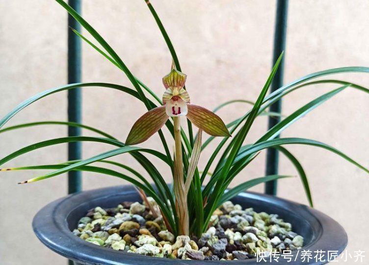 肥料|家里兰花不开花怎么办？想要年年有花赏，这2点必须做好