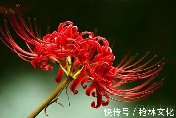 石蒜属“姐妹花”被错认,它到底是不是彼岸花