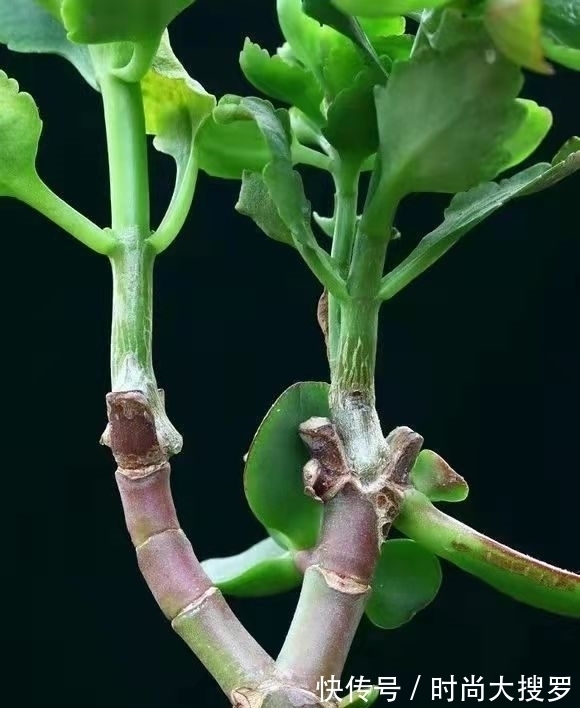 养长寿花,用这法,1年就能成老桩,开满五色花,独特又吉祥