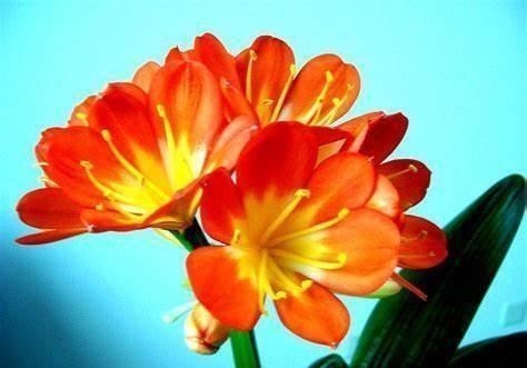 不要再随便给花喷水了，并不是所有的盆栽都适合喷水！