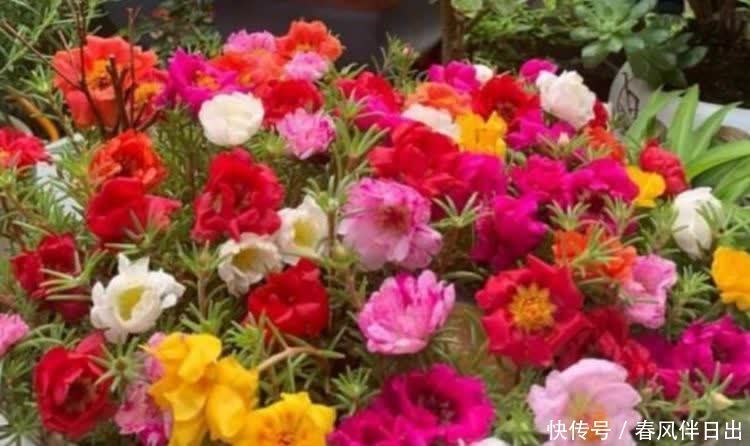 超好养的“4种花”,人人都喜欢,花朵烂漫迷人,美爆了