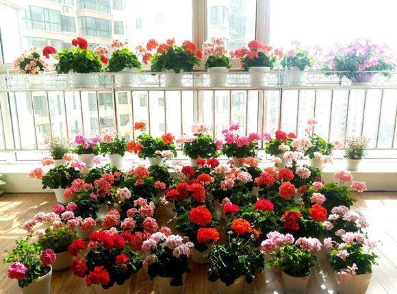 天竺葵|天竺葵是“夏必死”?教你这么做,夏天一样开,全年花不断