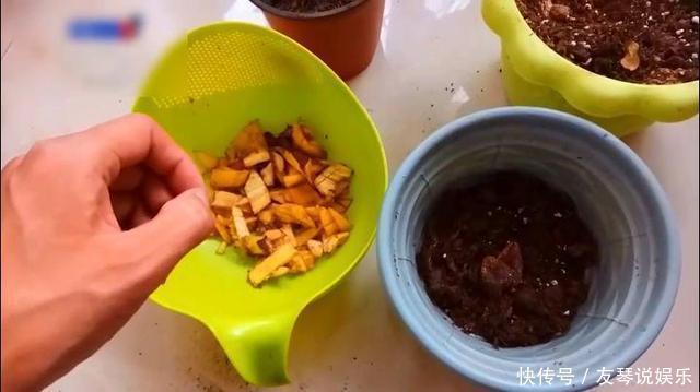 这2种花“开花”积极,盆里加上养花料,生长快速,开花爆盆