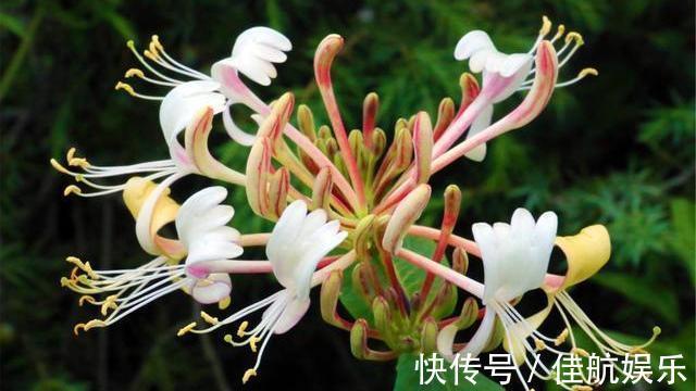 金银花|蒲公英的“黄金搭档”已公布，搭配泡水喝，平肝降火，胃也舒坦了